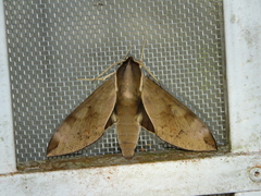 Acosmerycoides harterti