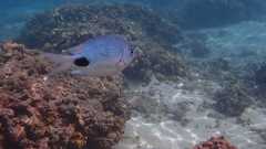 Abudefduf sparoides