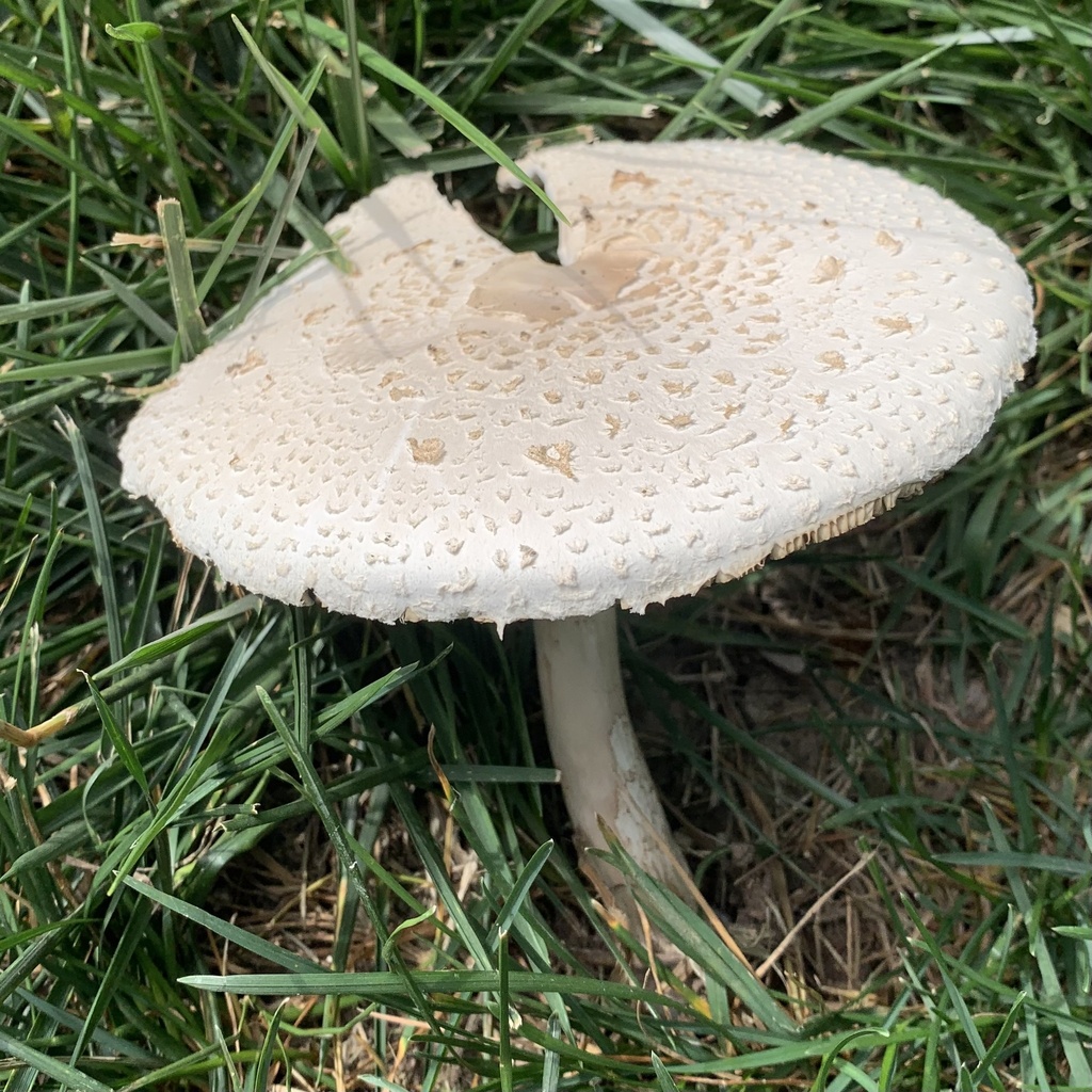 Green-spored Parasol · July 2026 · photo: Photo: (c) Gemma Wyatt &amp; Sean Riha, some rights reserved (CC BY) · iNaturalist