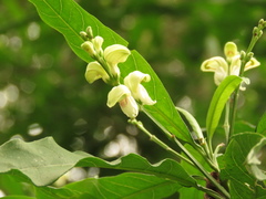 Justicia aconitiflora