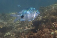 Abudefduf sparoides