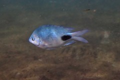 Abudefduf sparoides