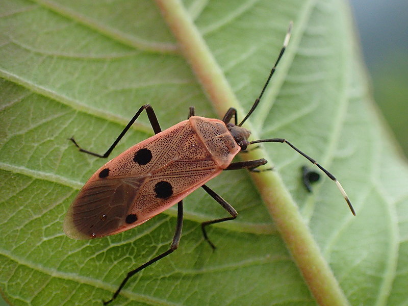 四斑紅蝽(田寮坡) · iNaturalist