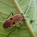 Physopelta quadriguttata - Photo (c) 謝瑞珍, algunos derechos reservados (CC BY-NC), uploaded by 謝瑞珍
