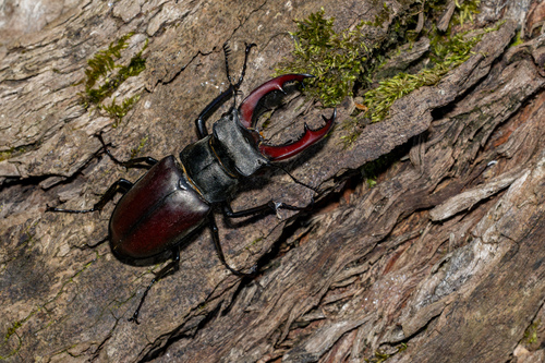European stag beetle