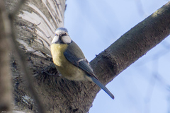 Cyanistes caeruleus