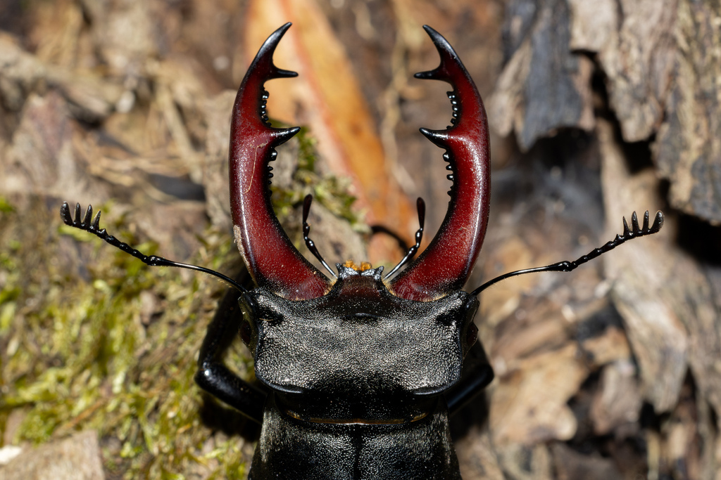 Stag Beetle