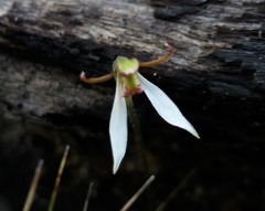 Eriochilus collinus