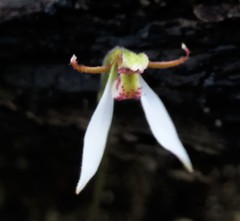 Eriochilus collinus