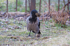 Corvus cornix