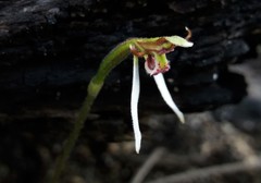 Eriochilus collinus