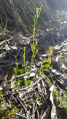 Pterostylis parviflora