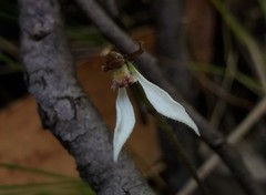 Eriochilus collinus