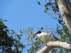 Threskiornis molucca