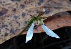 Eriochilus collinus