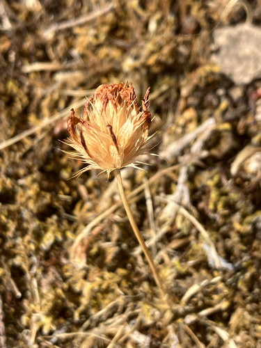 Trifolium willdenovii observed 2026-07-03