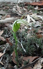 Pterostylis ampliata