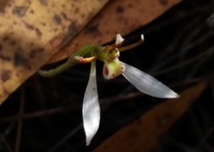 Eriochilus collinus