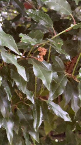 Portuguese laurel