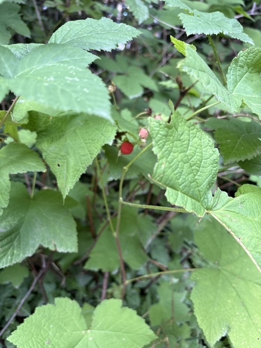 thimbleberry