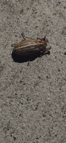 iNaturalist observation photo of Polyphylla sobrina