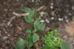 Bidens pilosa