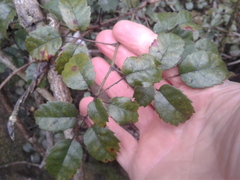 Rubus australis