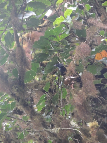 Silvery-throated Jay (Cyanolyca argentigula), photo 2
