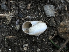 Euomphalia strigella