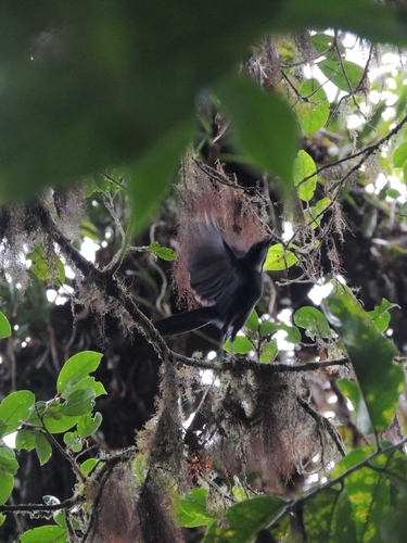 Silvery-throated Jay (Cyanolyca argentigula), photo 6