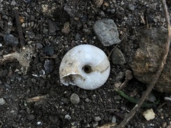 Euomphalia strigella