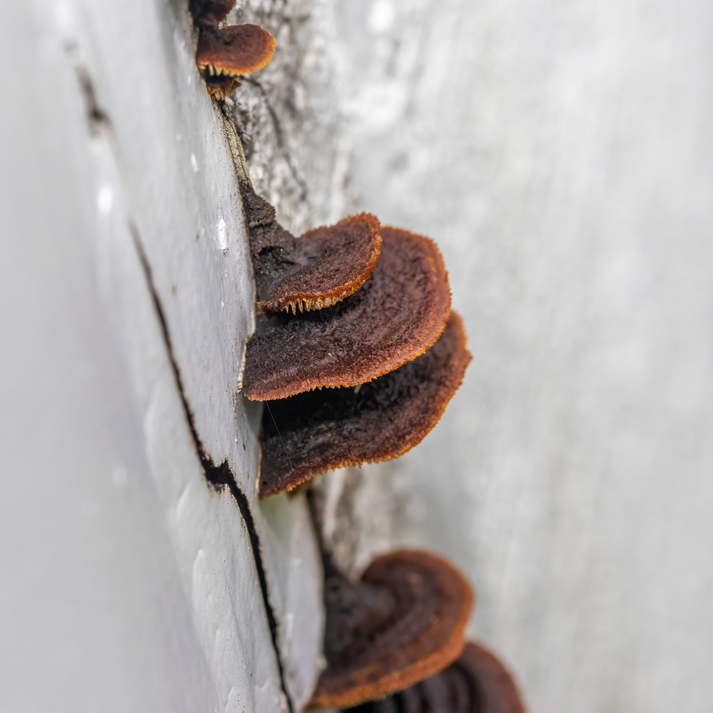 Conifer Mazegill · July 2026 · photo: Photo: (c) Dan Vickers, some rights reserved (CC BY) · iNaturalist