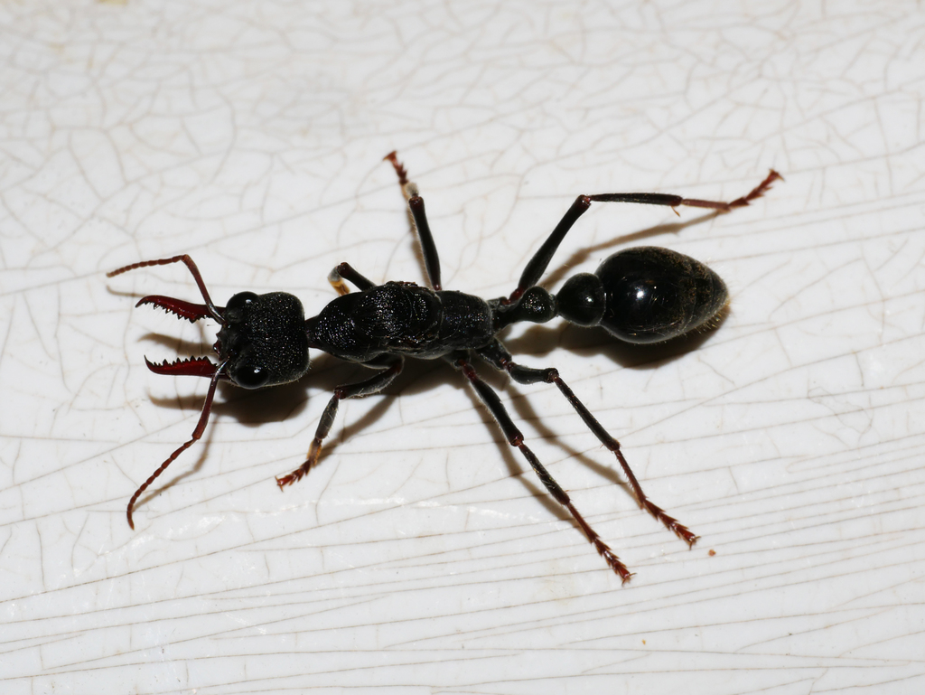 Myrmecia pyriformis from Brisbane Ranges VIC 3340, Australia on April ...