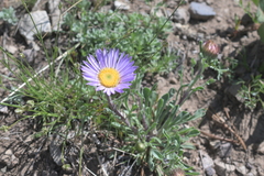 Townsendia parryi, photograph author not stated, no rights reserved