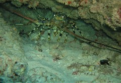 Panulirus ornatus