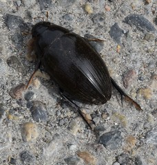 Hydrophilus aterrimus