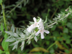 Westringia fruticosa