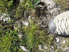 Canis lupus italicus