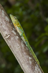 Anolis baleatus