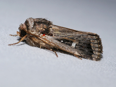 Proteuxoa chrysospila