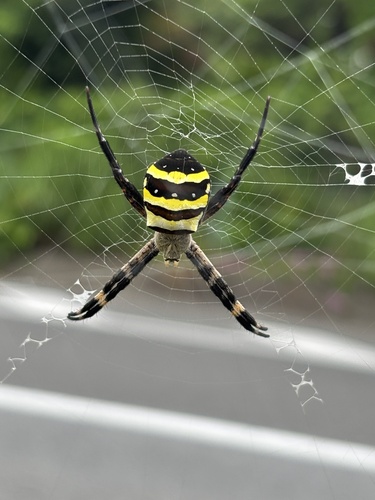 Kogane Spider