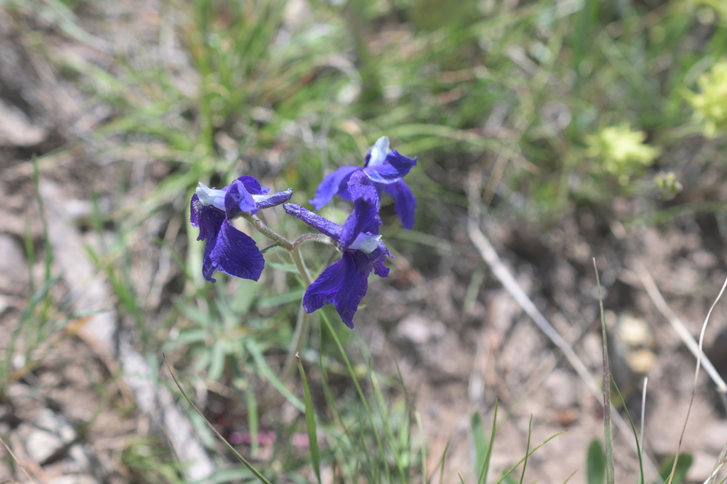 Delphinium bicolor; photograph author not stated, no rights reserved