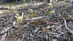 Pterostylis ampliata