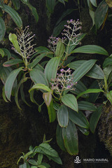 Miconia robinsoniana