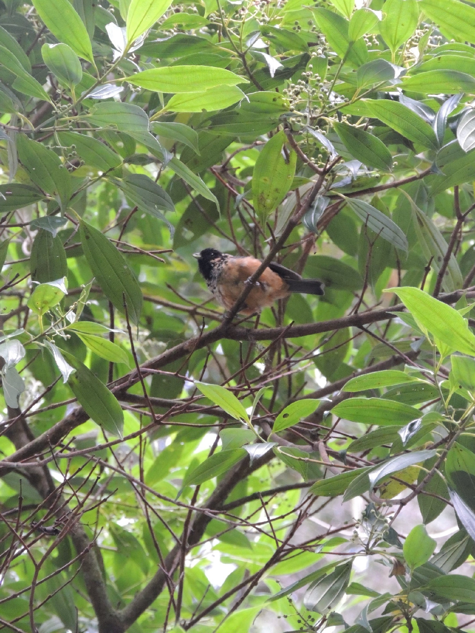 Spangle-cheeked Tanager (Tangara dowii), photo 6