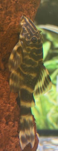 Clown panaque (Panaqolus maccus) — Loricariidae — 2