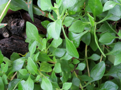 Tetragonia implexicoma