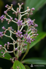 Miconia robinsoniana