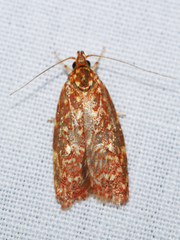 Syringoseca rhodoxantha