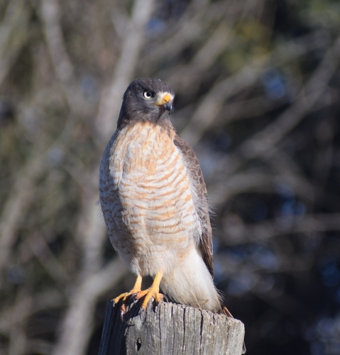 Roadside Hawk